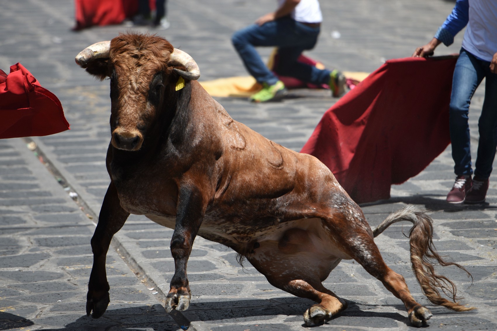 Xiqueñada sí se llevará a cabo con toros lidia y emiten reglamento