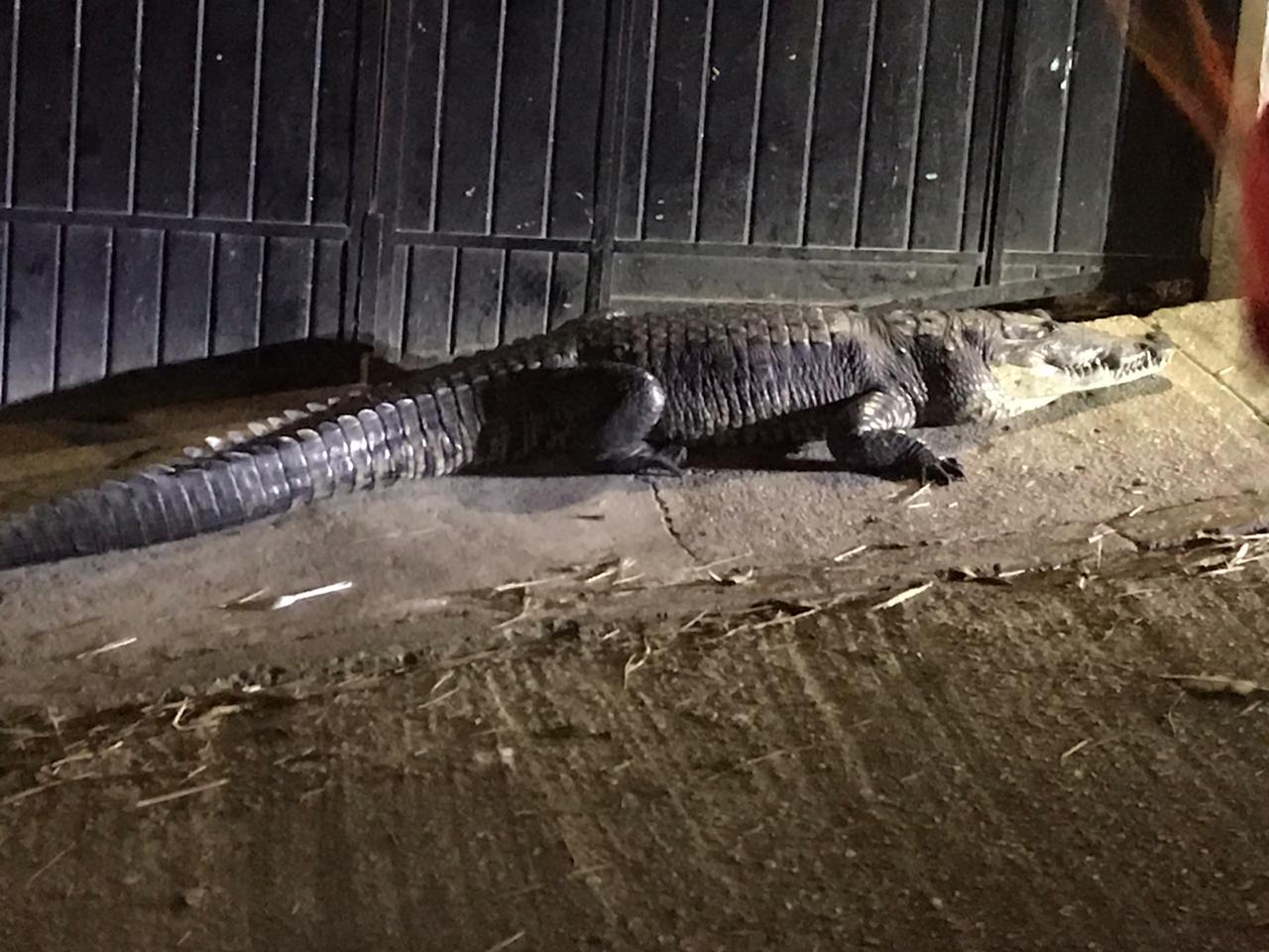 Capturan otro cocodrilo, ahora en Nanchital