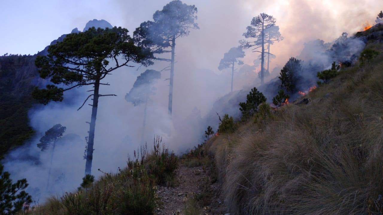Incendios forestales activos en Veracruz han devastado más de 200 hectáreas