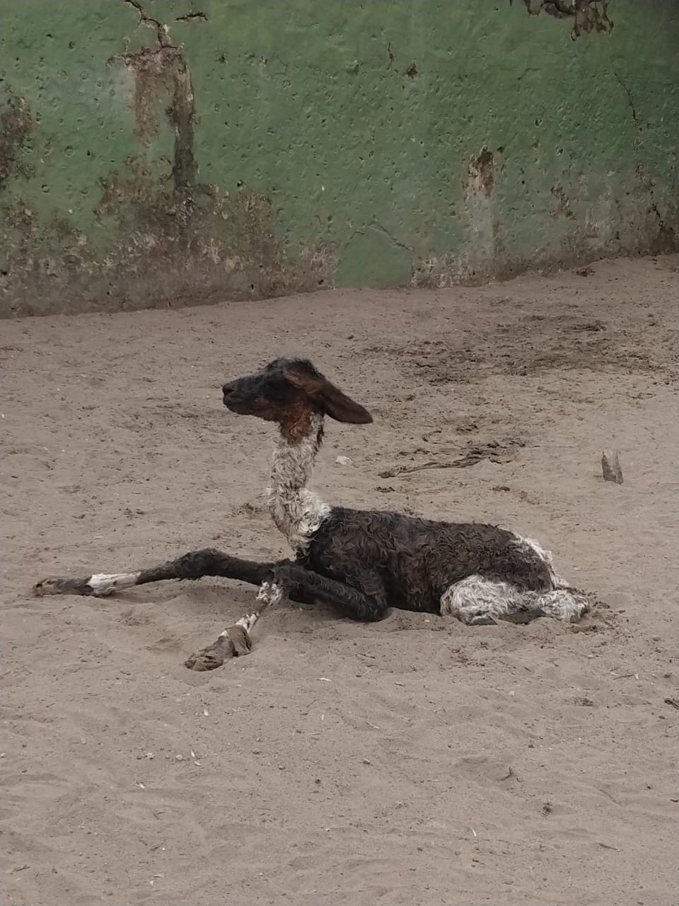 Nace llama en el zoológico de Orizaba