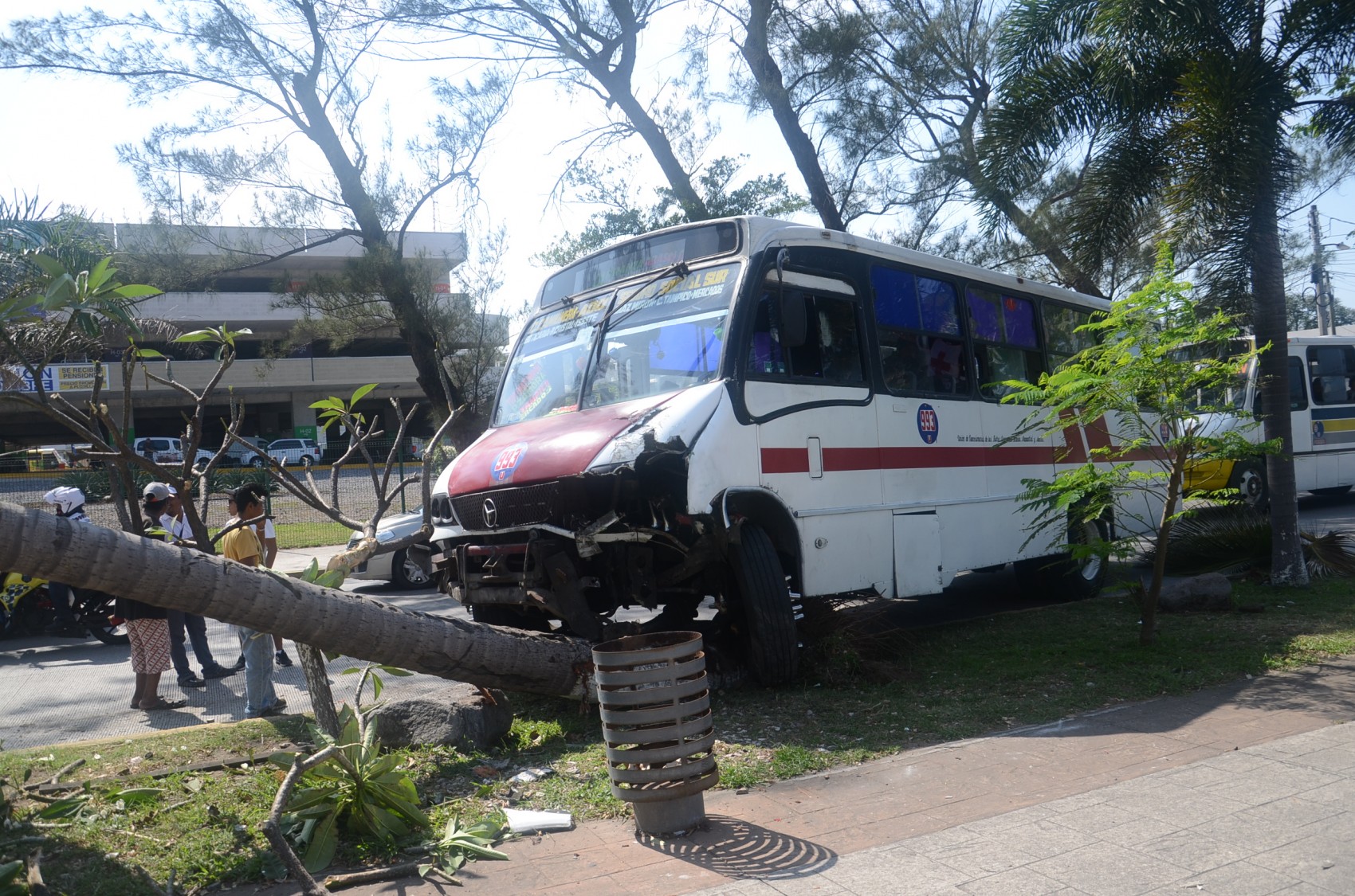 Autobús de transporte público se sube a la banqueta y derriba una palmera