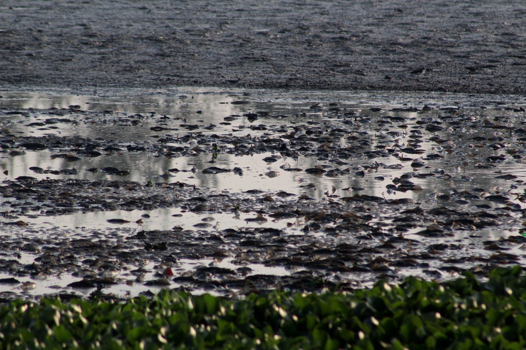 Sobreexplotación de mantos freáticos puede ser causante de la sequía en lagunas de Veracruz