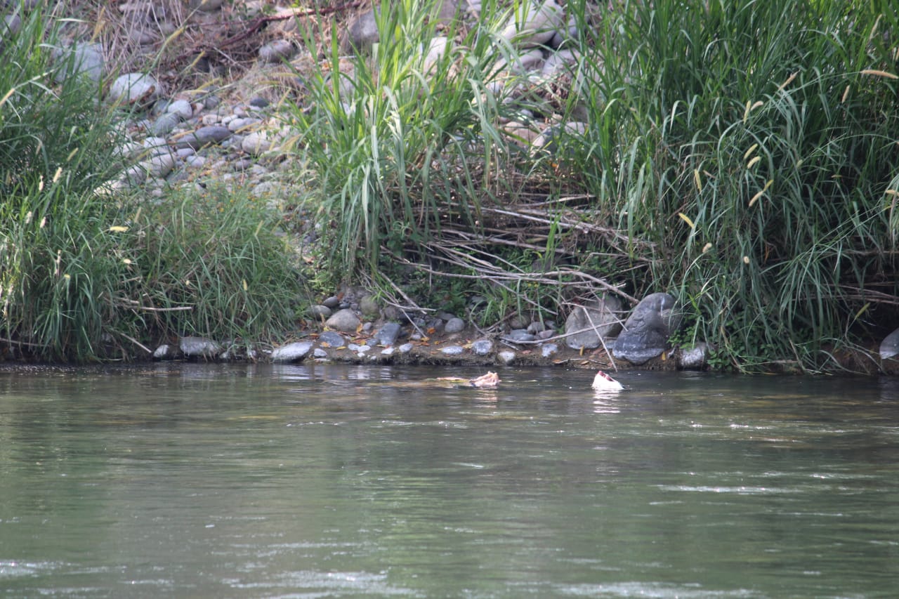 Encuentran cadáver flotando en el río Bobos, podría ser ex regidor