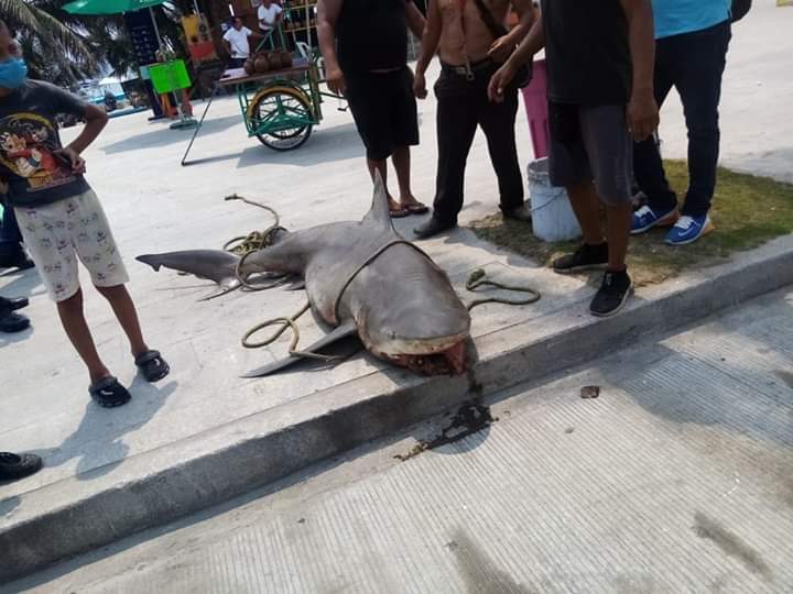 Captura de tiburón toro de 2 metros causa sorpresa en Villa del Mar