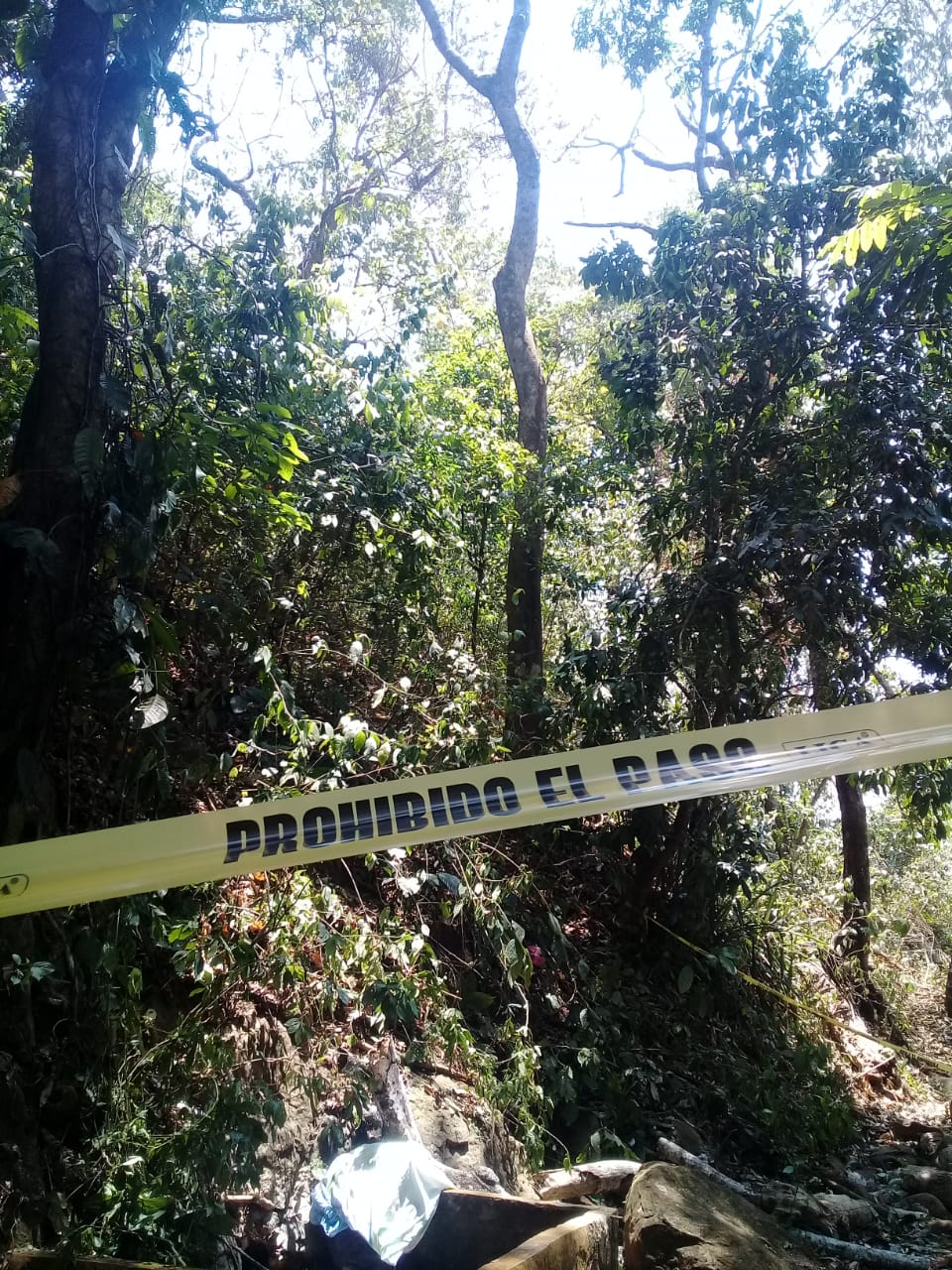 Campesino muere al  caerle encima rama de árbol