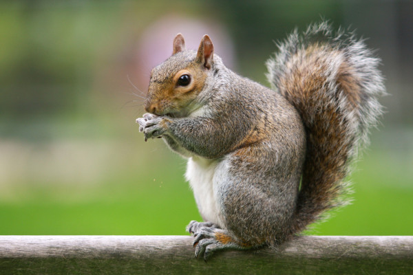 Por ausencia de visitantes, animales silvestres regresan al Jardín Botánico