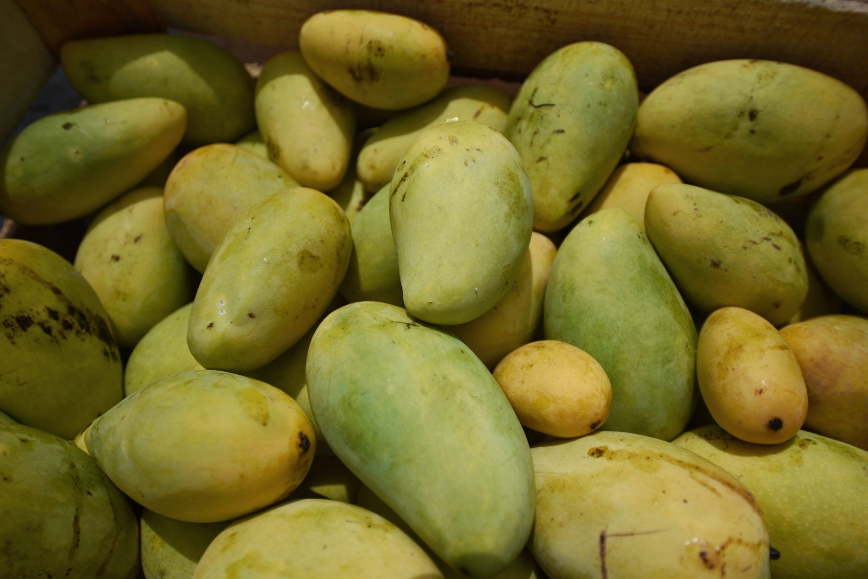 De continuar la contingencia se perderá la producción de mango de Actopan: Comerciantes