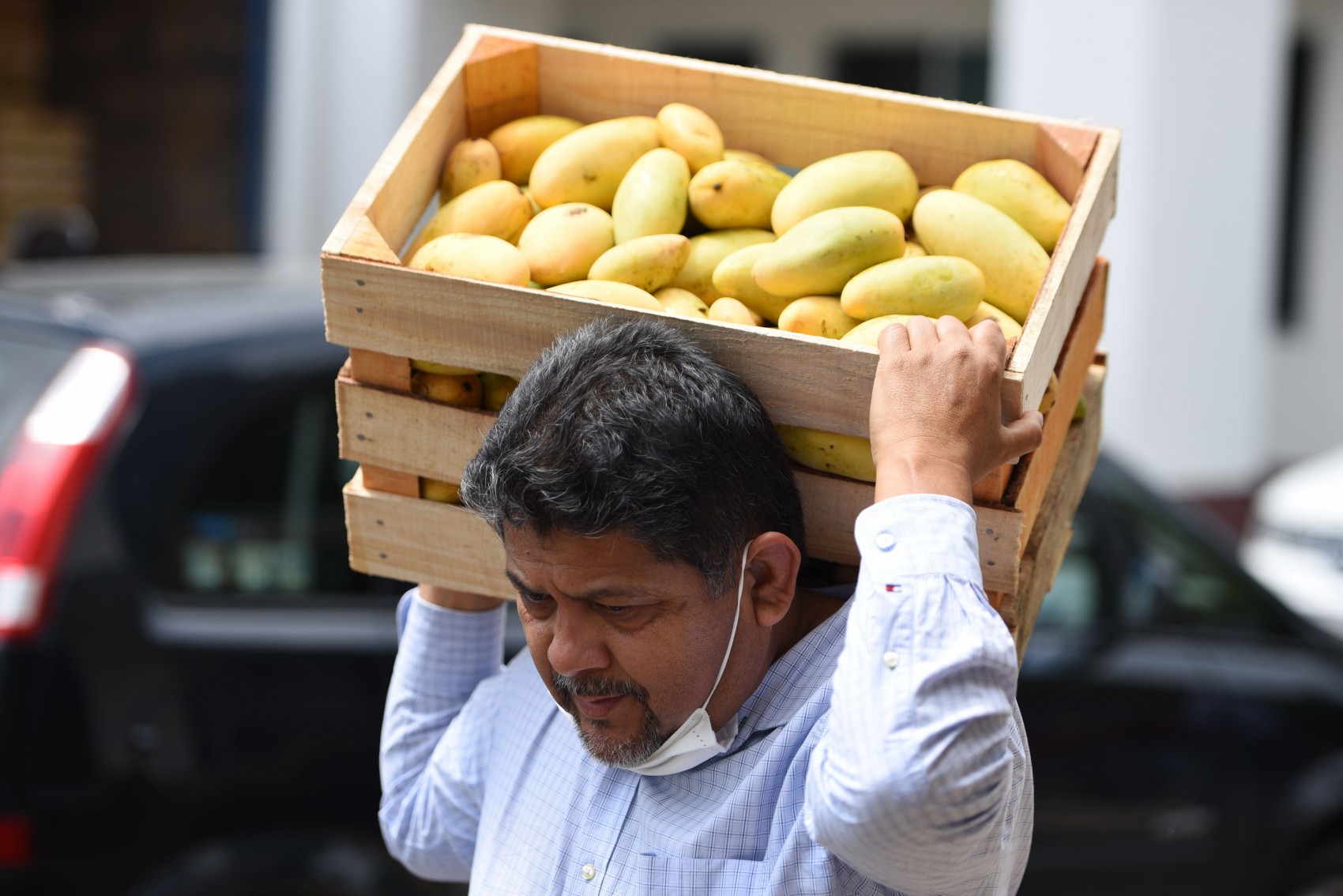 Listas para su venta 45  toneladas de mango de Actopan