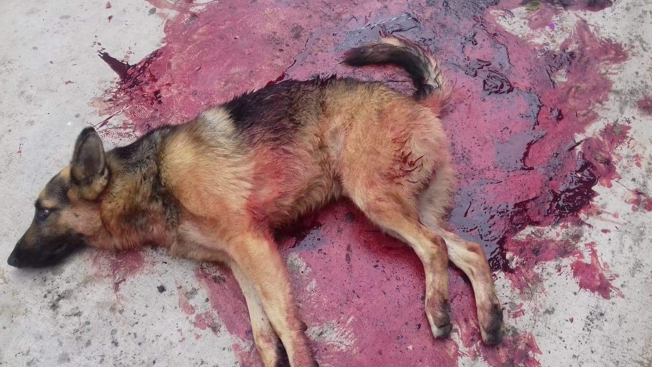 Ciudadanos de Jilotepec denuncian que suegro del alcalde mató a perro a machetazos