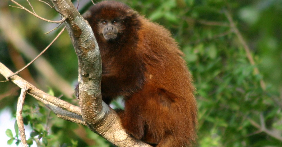 La carrera por salvar especies amenazadas en tiempos de COVID-19