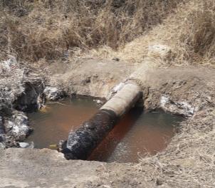 Distribuidores piden reforzar combate al huachigas; reportan casos en Tierra Blanca