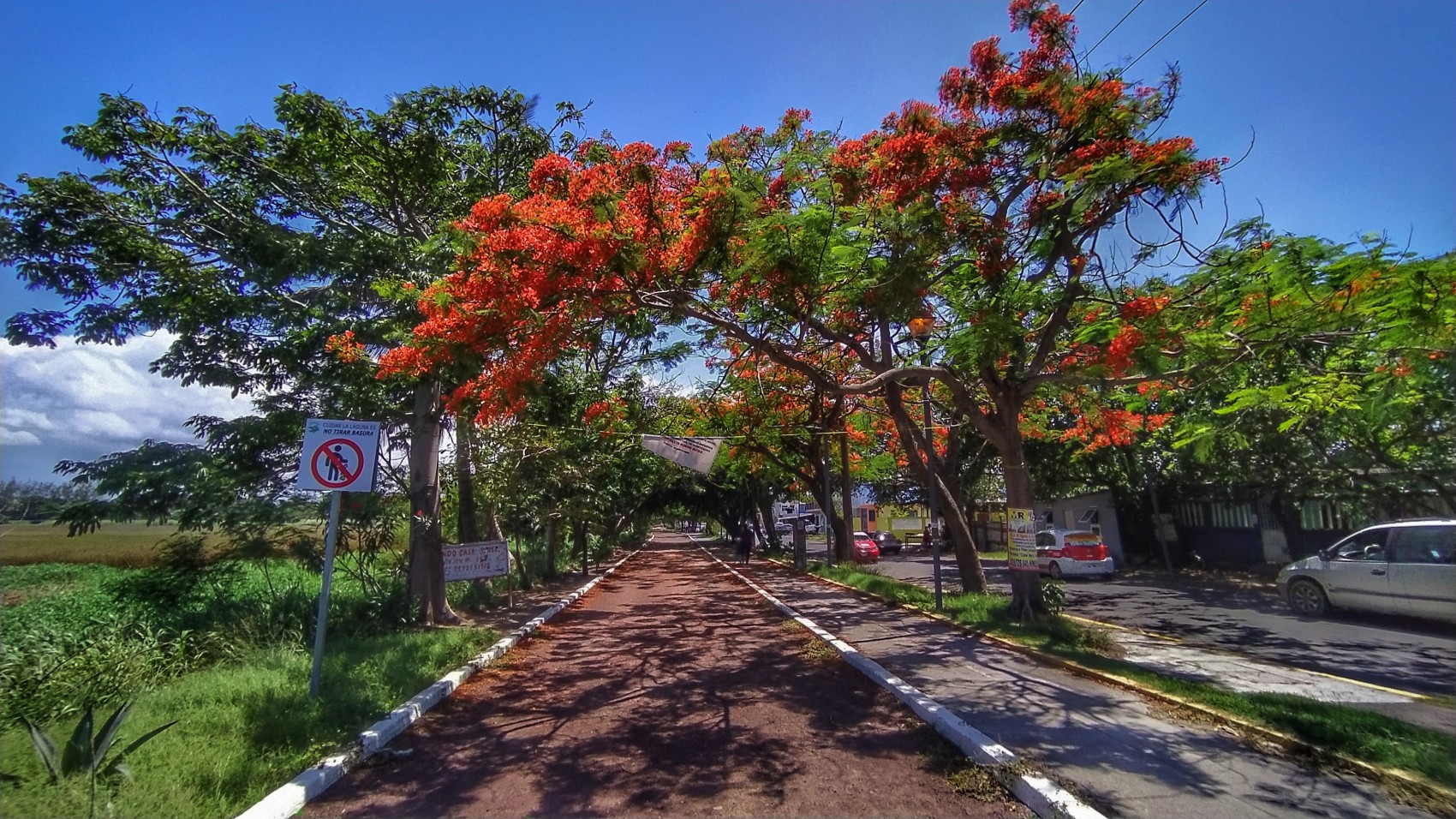 Árbol Flamboyán