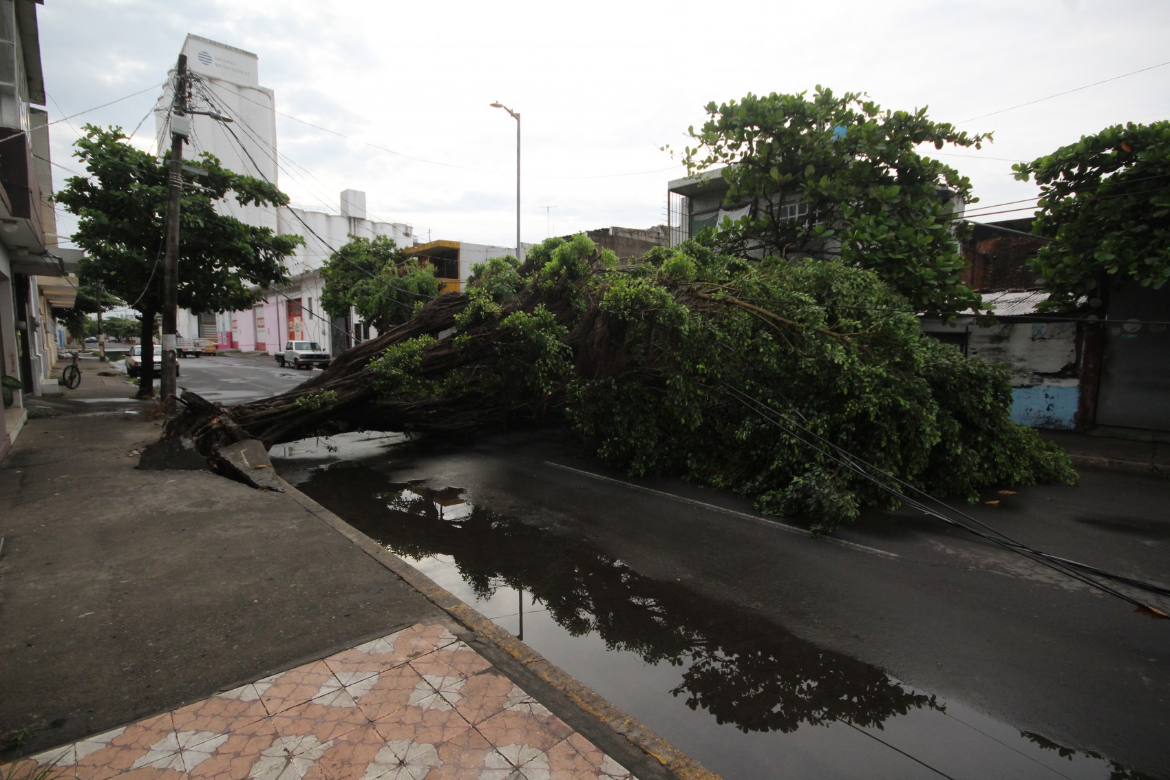 Tormenta provoca caída de barda, árboles y desbordamiento de laguna en Veracruz