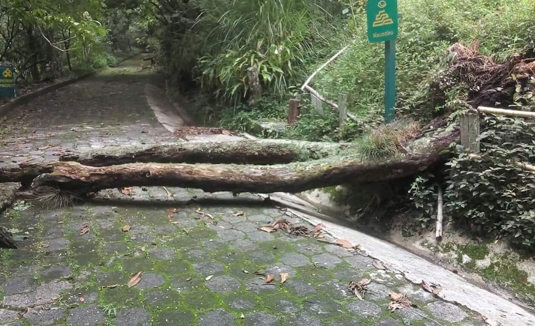 Riesgo de que árboles del Parque Macuiltépetl caigan sobre líneas de alta tensión