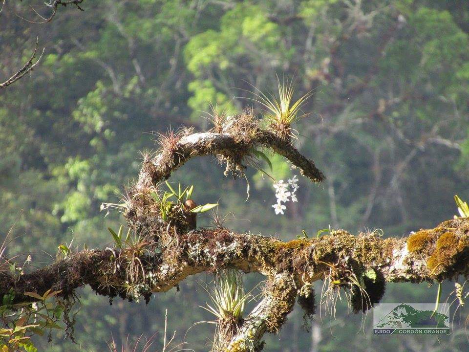 México: revivir bosques donde antes crecían amapolas