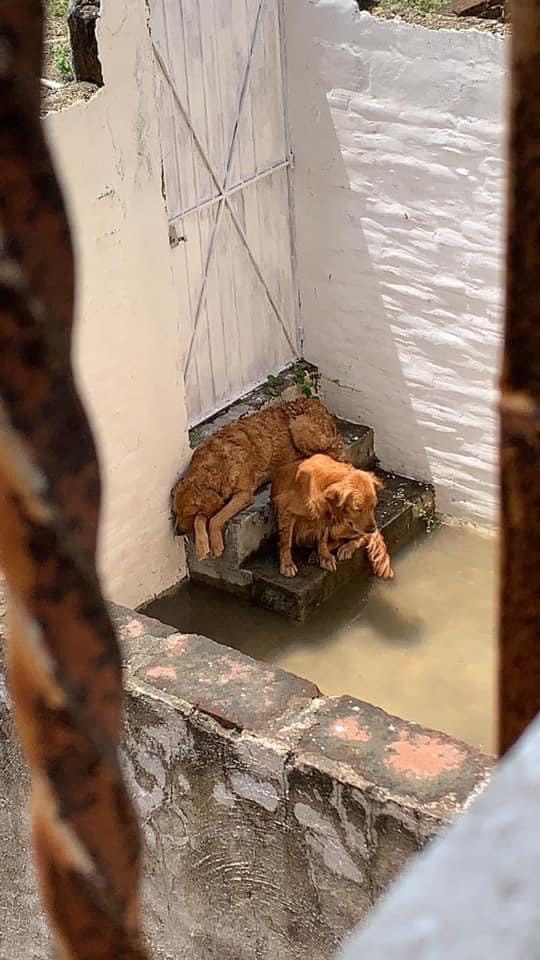 Rescatan a perrito abandonado por su propietario, su hermano murió