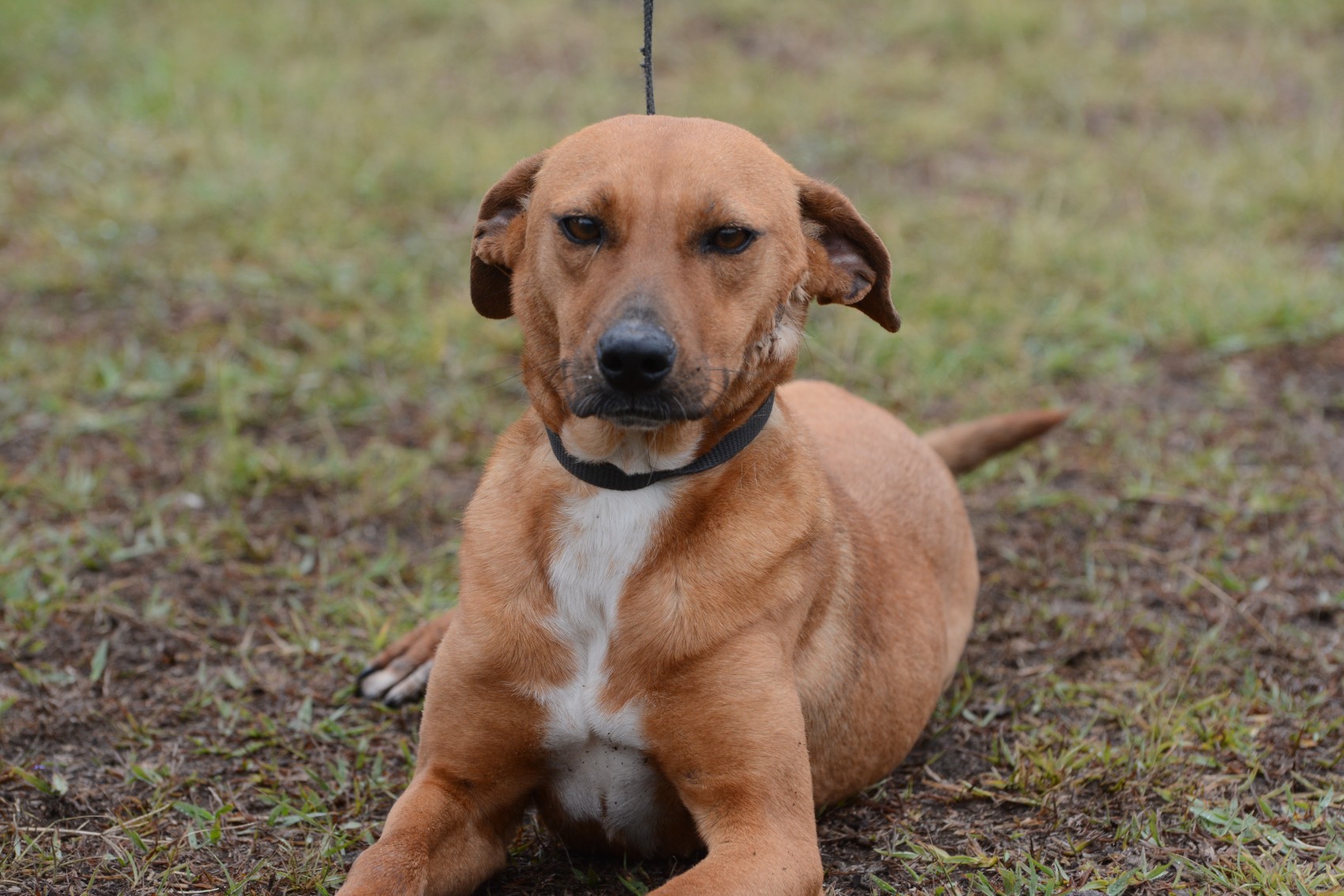 Estéticas caninas y veterinarios sin acreditación legal operan en Xalapa