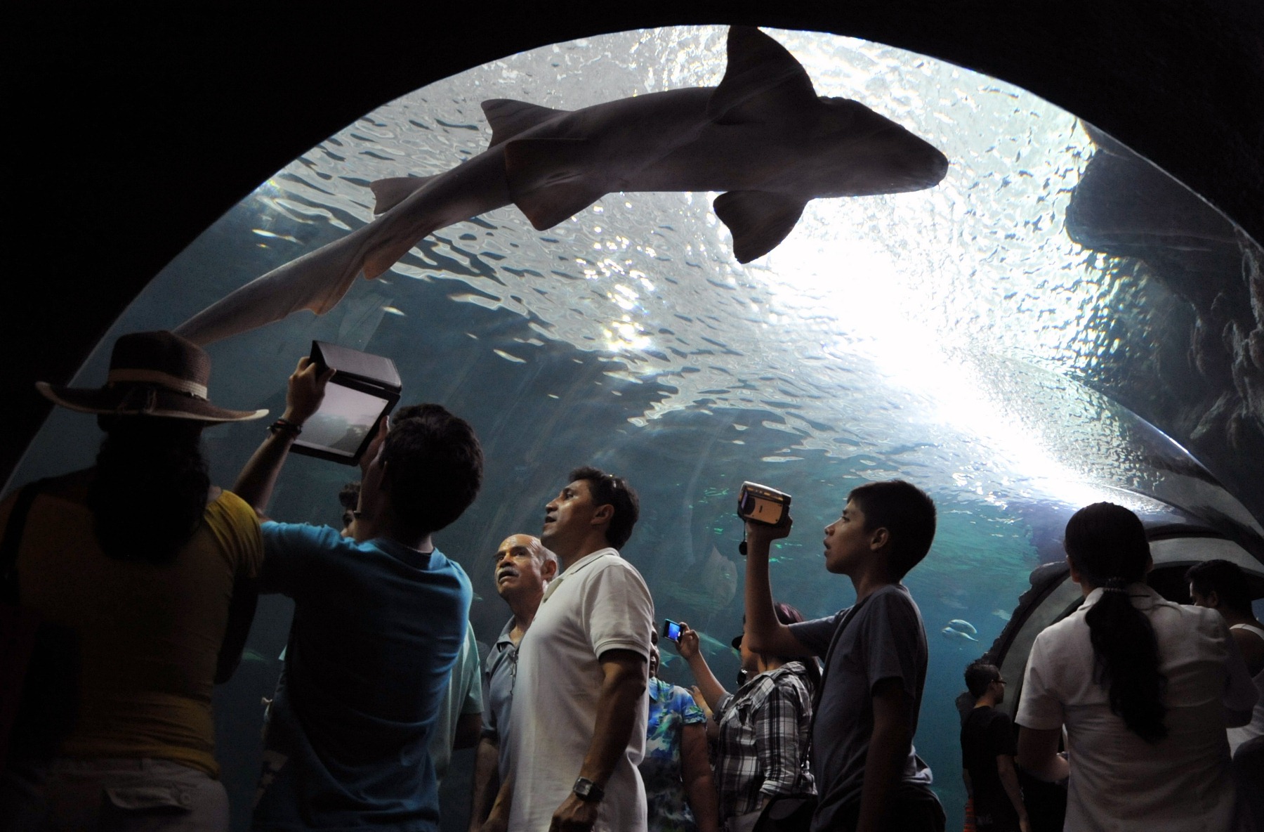 Este miércoles presentarán el plan de promoción del Acuario de Veracruz