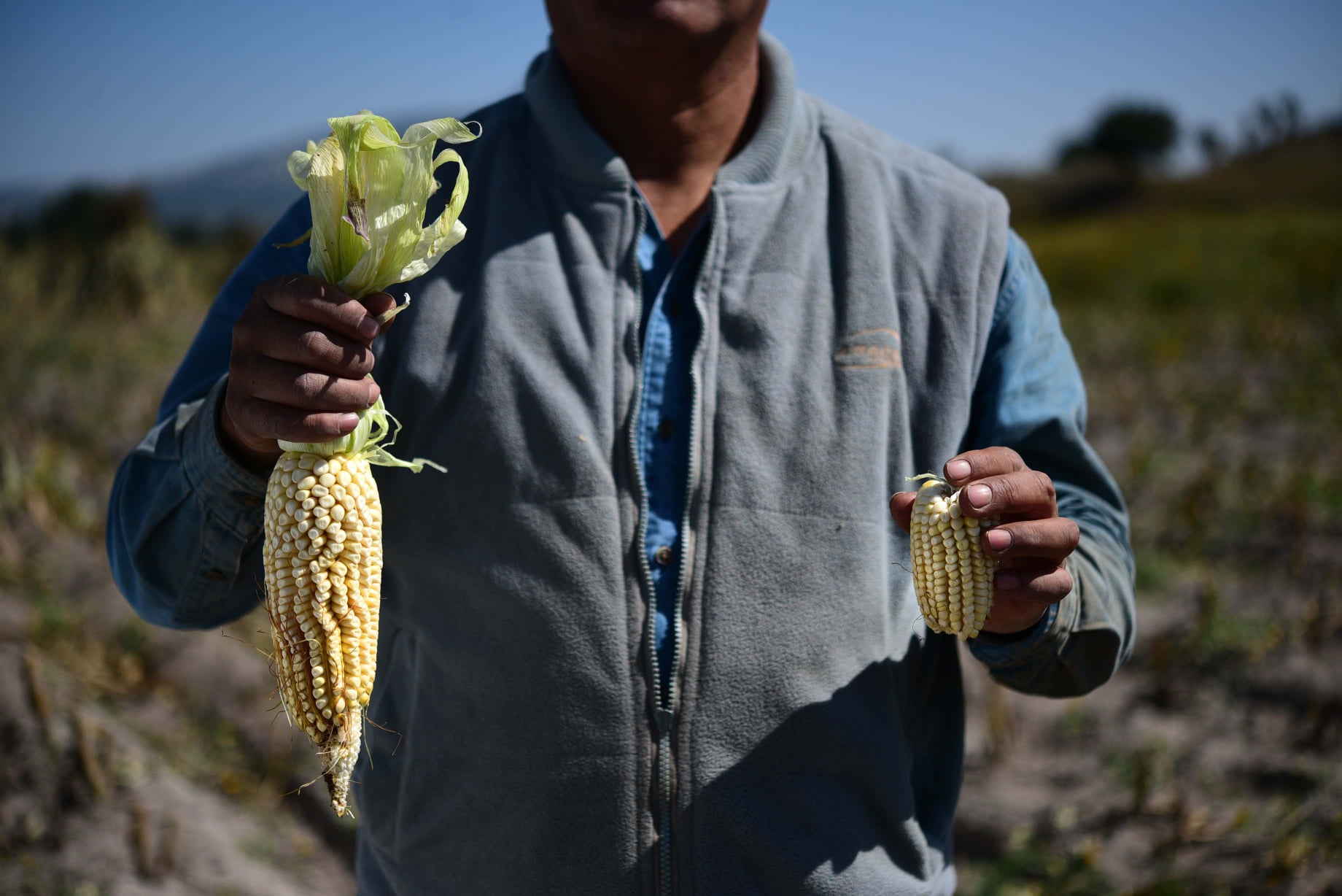 Producción de Maíz en Veracruz estancada desde hace dos décadas