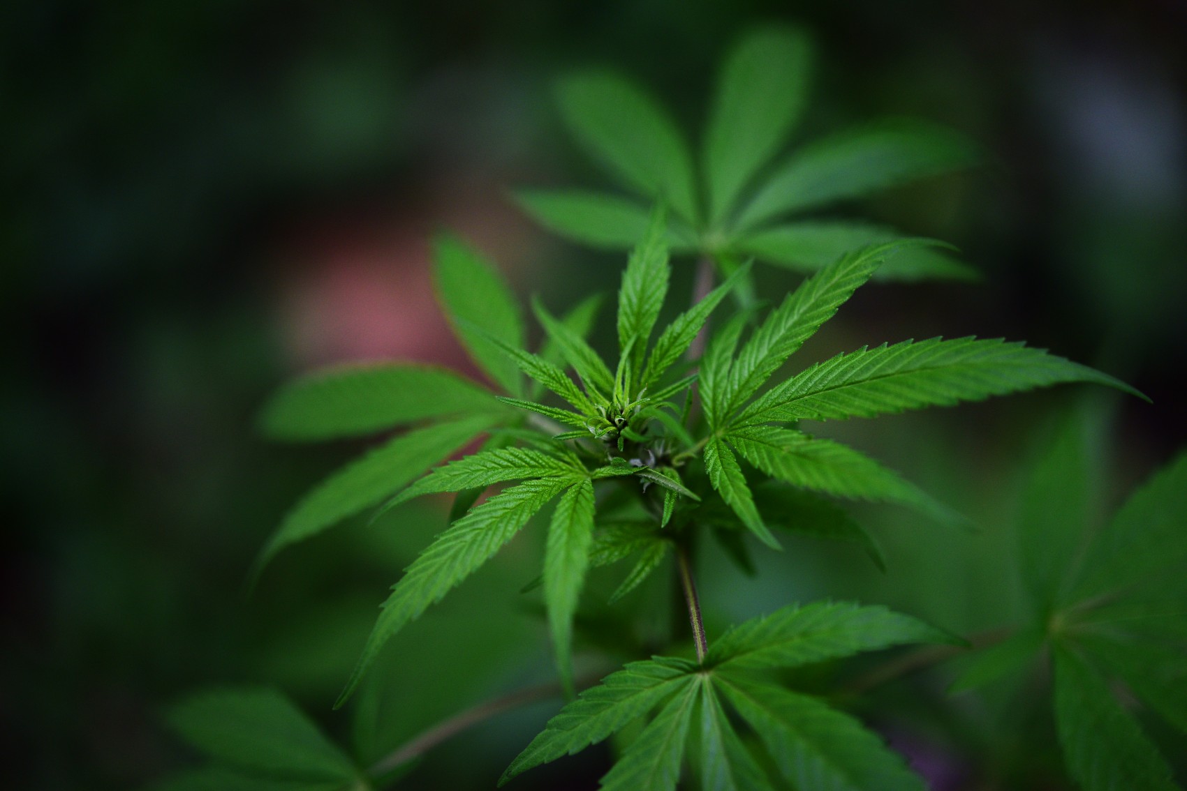 Dos ácidos presentes en la cannabis podrían ayudar a evitar el covid-19