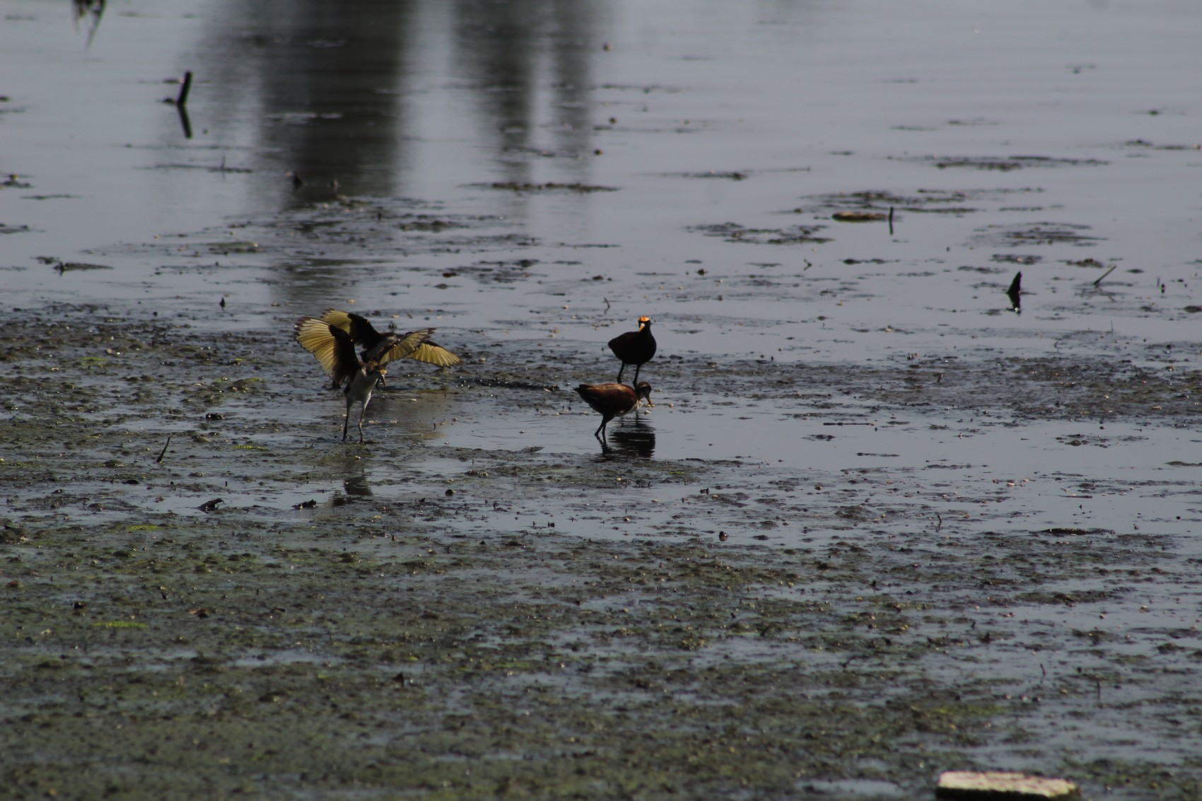 Seca en lagunas de Veracruz afecta a aves migratorias: Birds and Nature