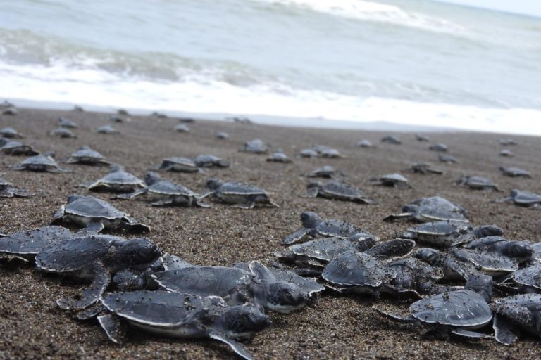 Anidación de tortuga marina aumenta 30 % en playas de Veracruz: UV