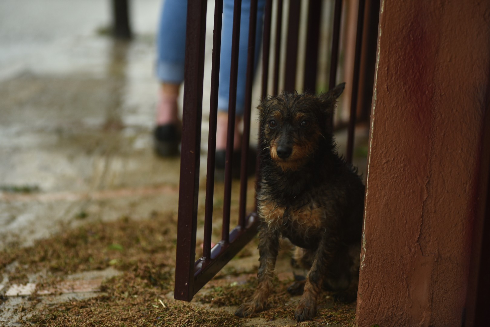 Perros y gatos heridos tras huir de inundaciones en el norte de Veracruz, requieren ayuda: ARPA