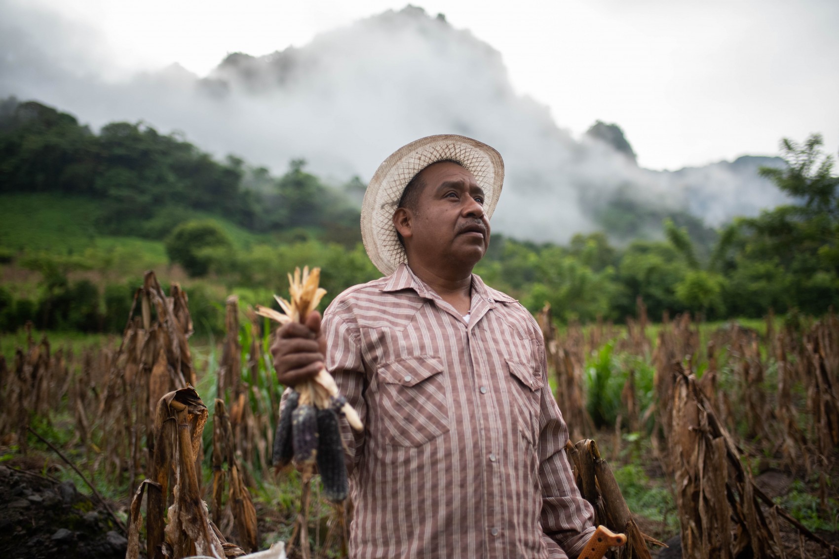 Gobierno ampliará apoyo a productores de caña y maíz con 100 tractores