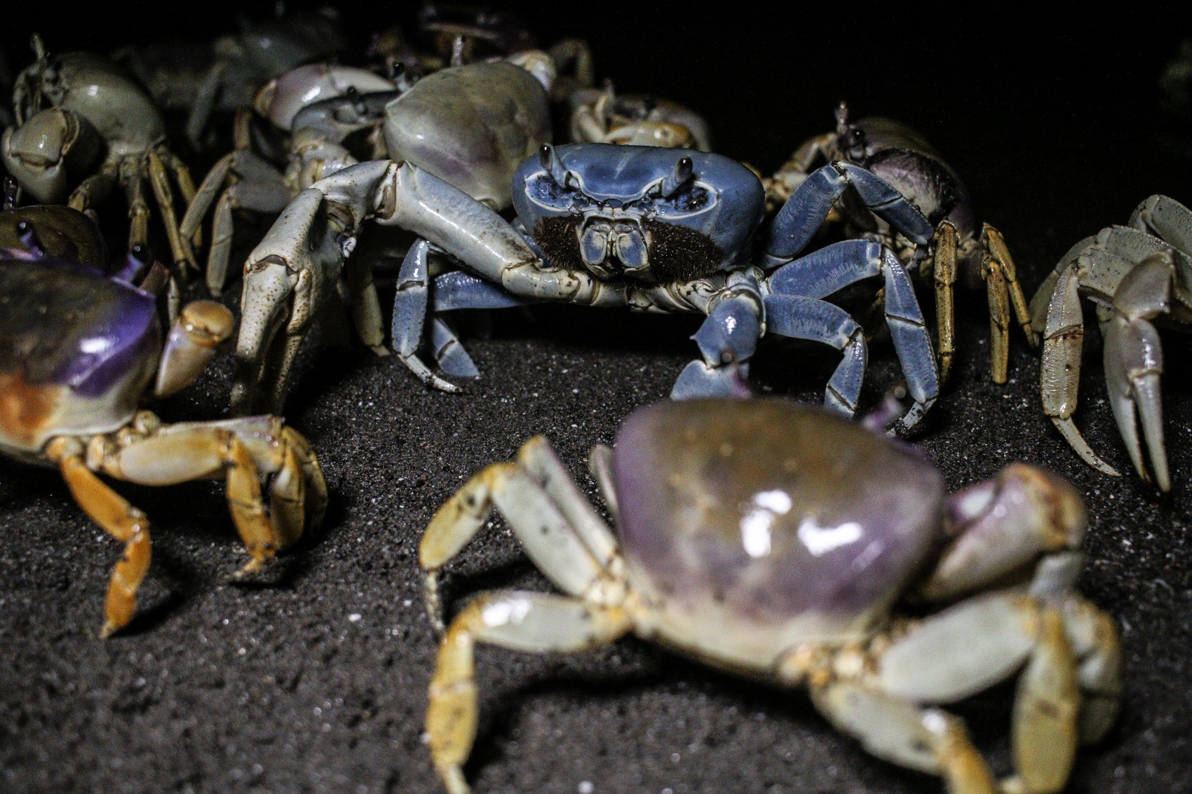 Prohibida captura y comercialización de cangrejo azul del 15 de agosto al 30 de septiembre
