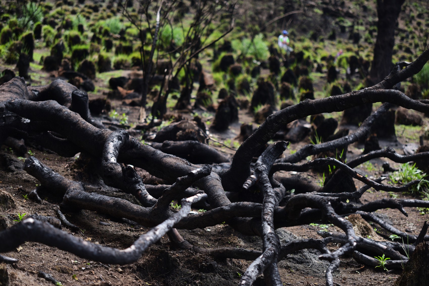 Veracruz suma más de 2 mil hectáreas afectadas por incendios forestales
