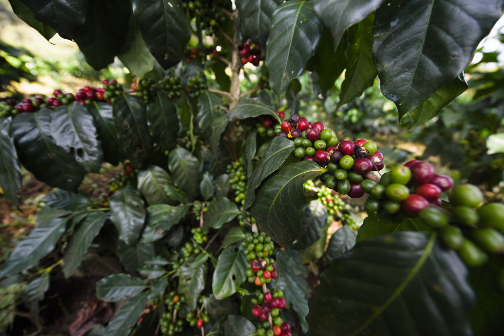 Cafetaleros apuestan a plantas de Guatemala para resistir la roya