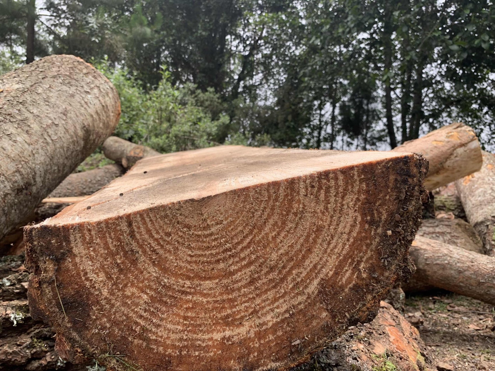 Van 129 denuncias forestales, pero Profepa apenas cobra multas