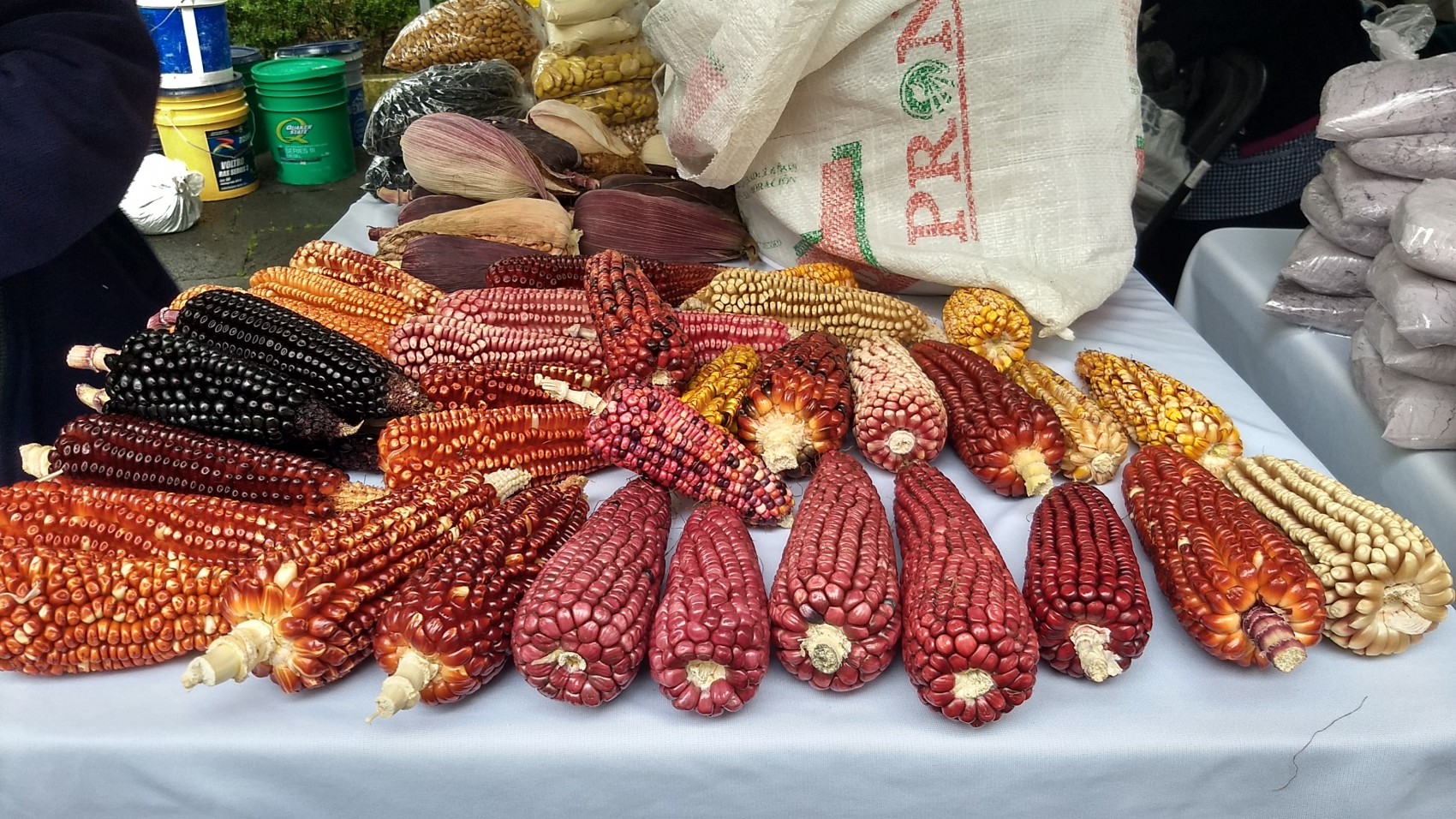 Comida de la milpa, de gran beneficio para enfrentar el Covid-19: Escalona