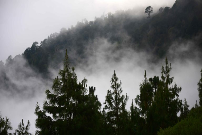 En Veracruz se pierden 13 mil hectáreas de tierra forestal cada año