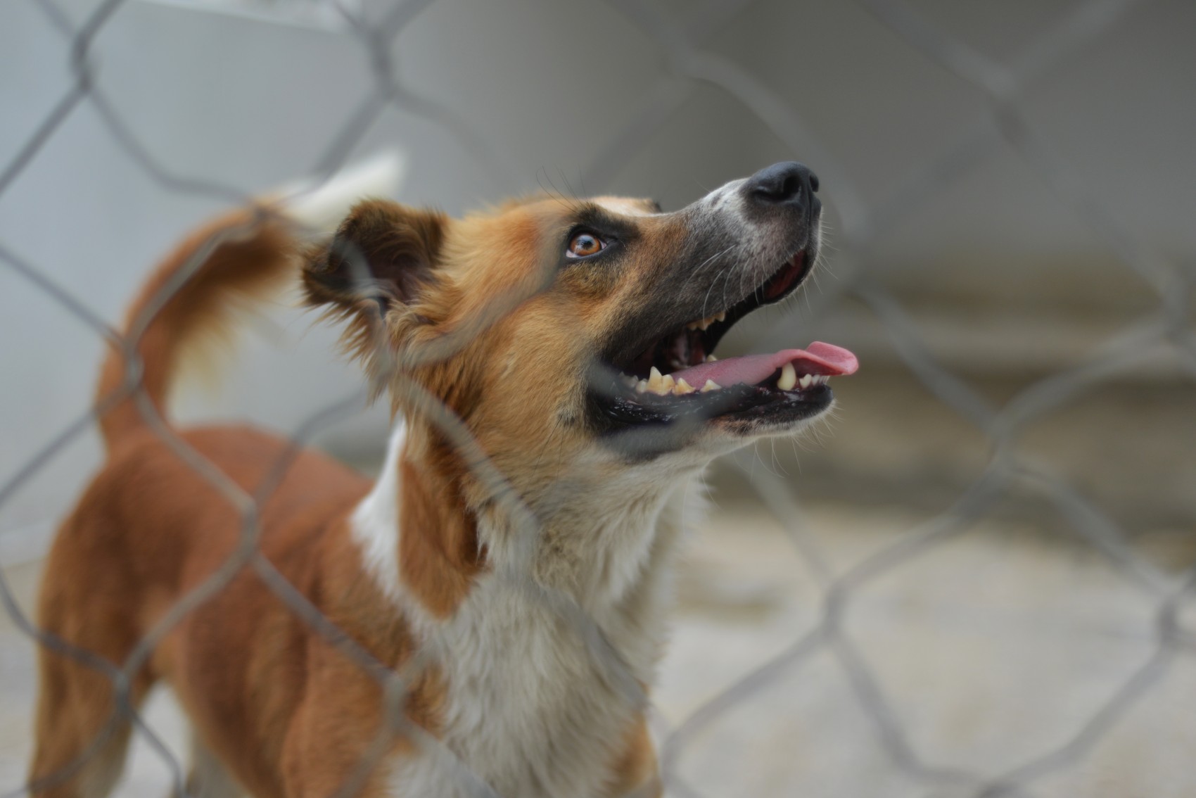 Jornadas de esterilización canina  y felina, gratuitas y en todo el municipio