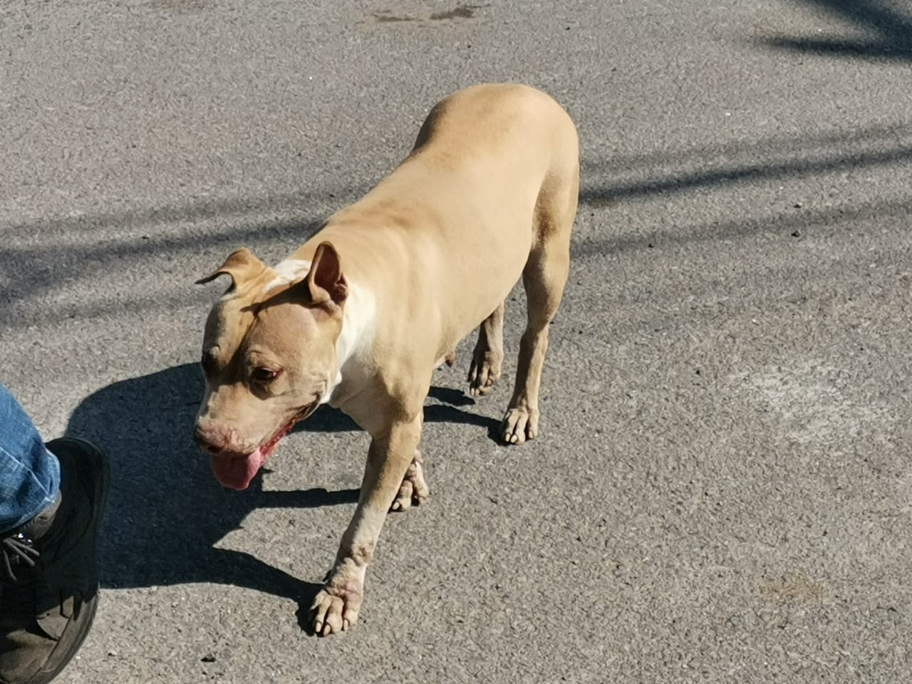 Identifican 4 puntos en Xalapa donde se realizan peleas de perros clandestinas
