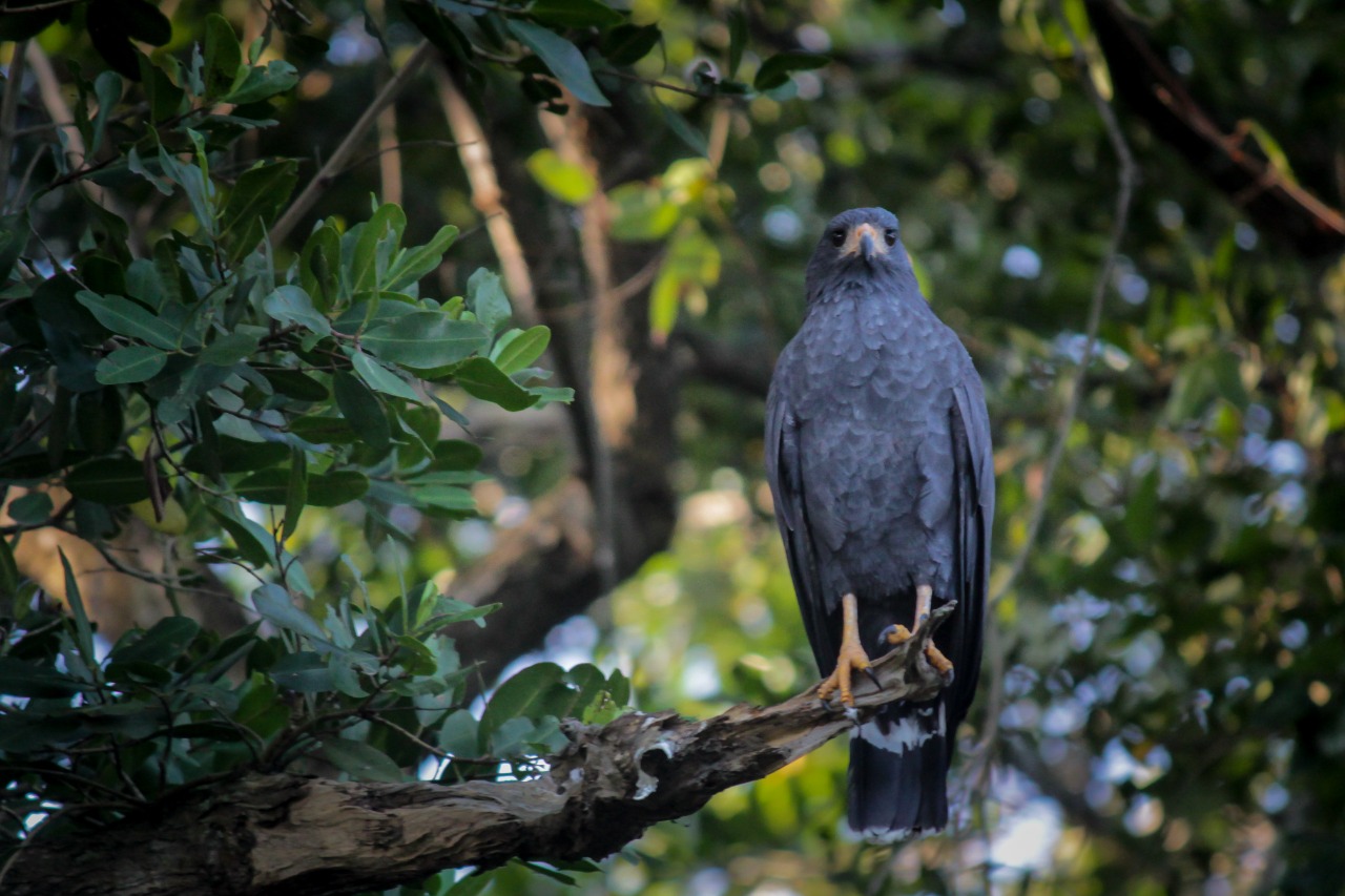 Tres especies en peligro de extinción en Arroyo Moreno