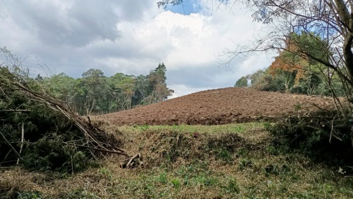 Tumban vegetaci�n y siembran papa con agrot�xicos donde nace agua para Xalapa y Coatepec