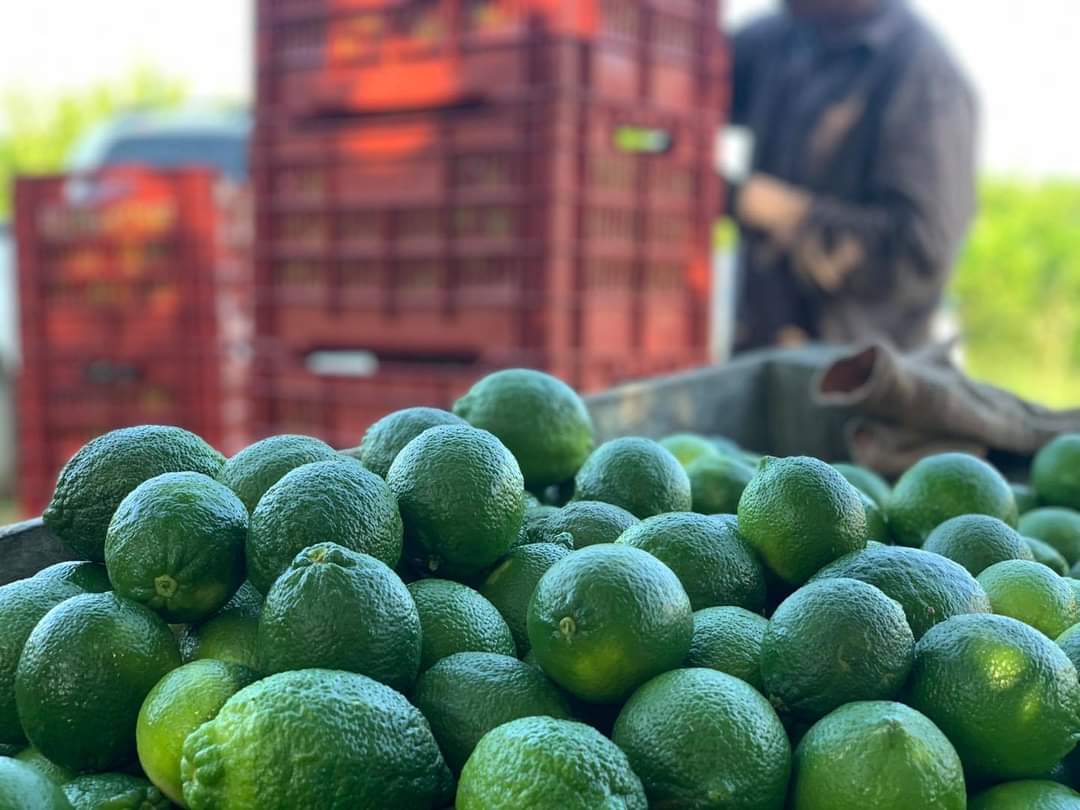 Escasez de lluvias dispara el precio del limón persa en Veracruz de febrero a mayo