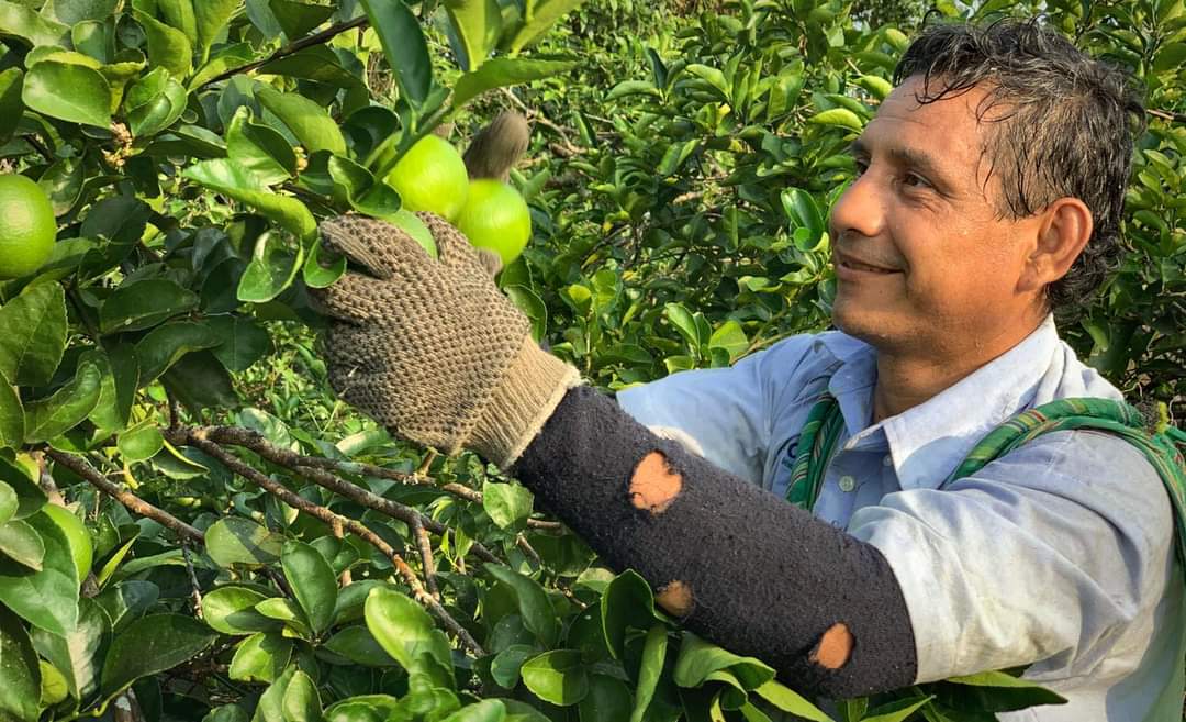 Producirán 4 millones de dosis de biológico para contrarrestar la diaforina, causante de HLB en cítricos