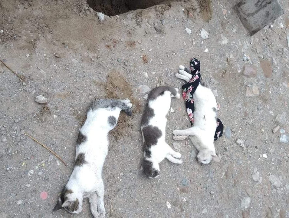 Denuncian envenenamiento de gatos en colonia de Veracruz puerto