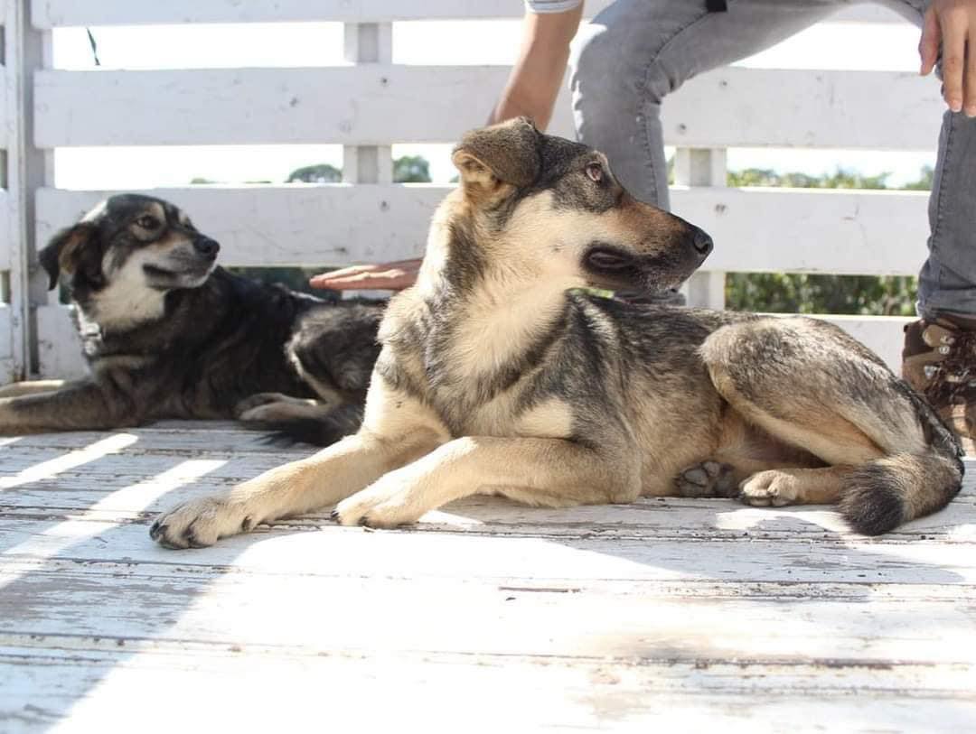 Refugio Patitas Suaves rescata a 70 perros en situación crítica sin apoyo institucional en Xalapa