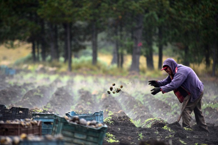 Veracruz registra más de 100 casos de intoxicación por uso de plaguicidas en el campo