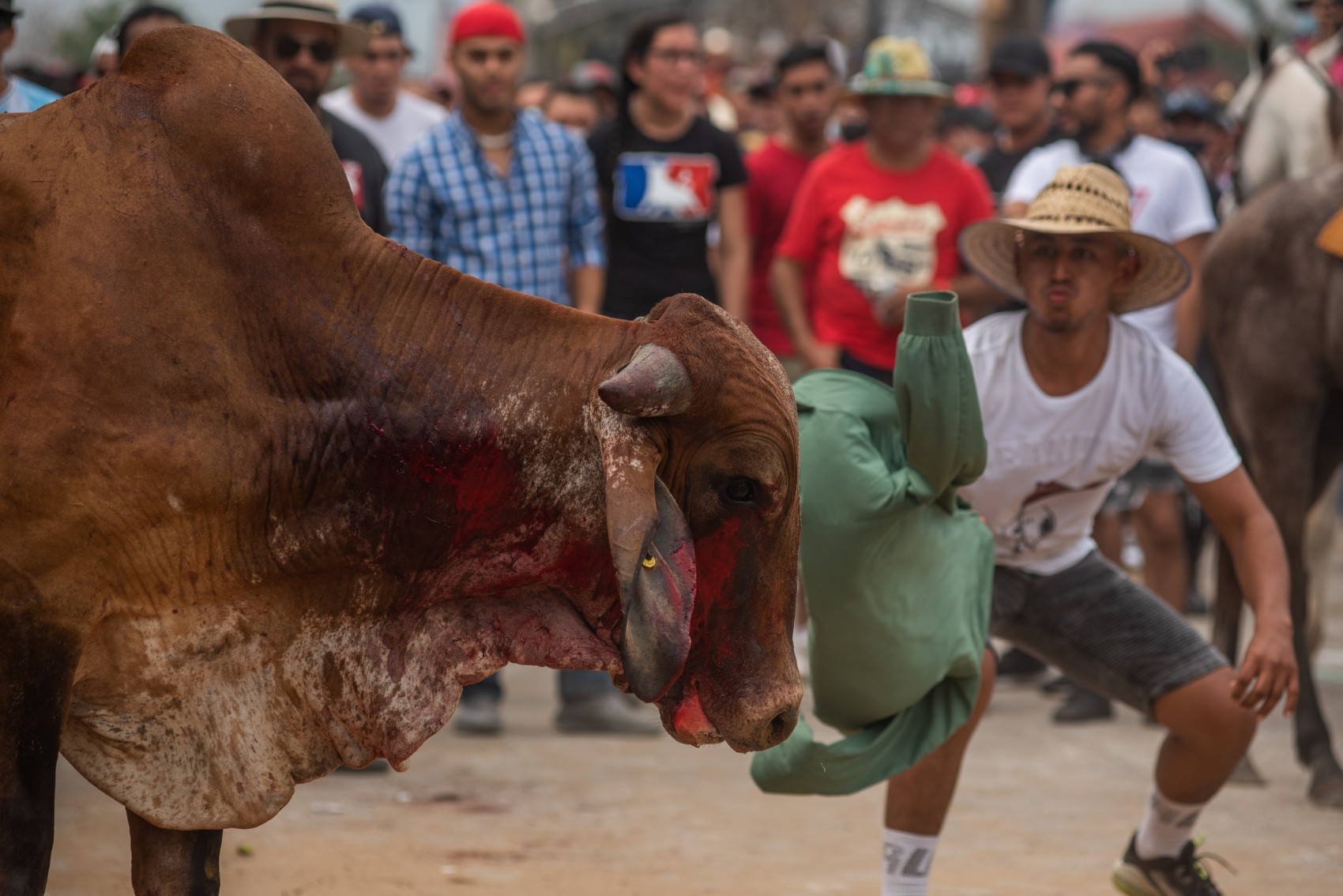 En Xico, animalistas buscan amparo para frenar capea de toros