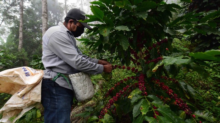 Sedarpa niega presión a cafetaleros para entrar al programa de escuelas del campo