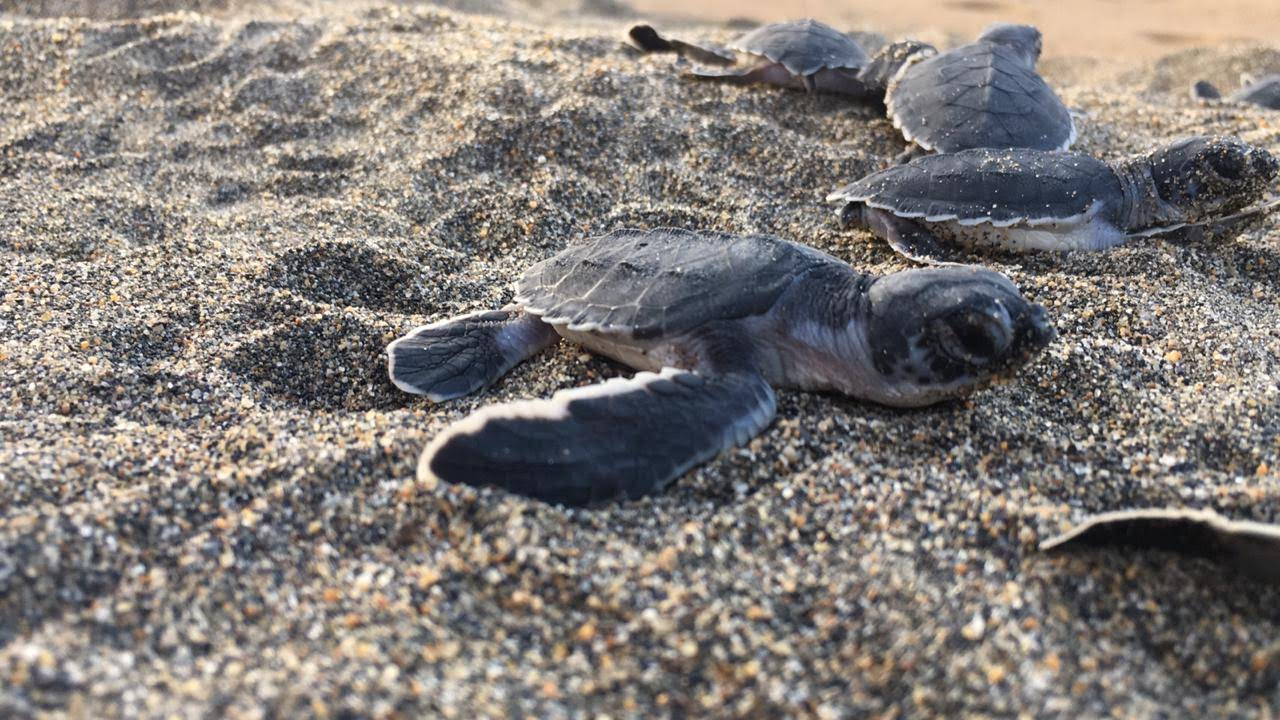 Desova tortuga Lora en playa Gaviotas de Boca del Río