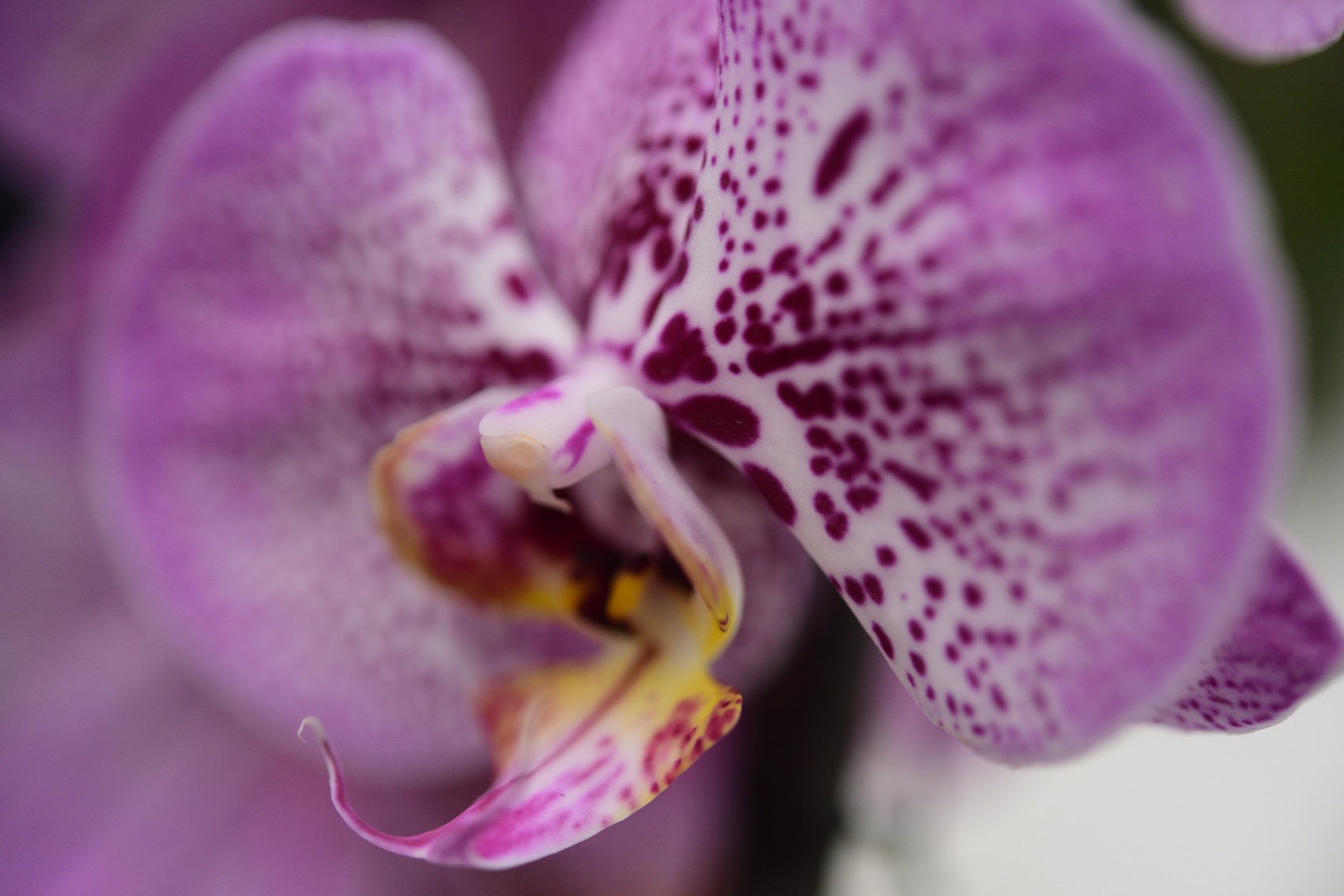 Disfruta del Festival Internacional de la Orquidea esta Semana Santa en Coatepec
