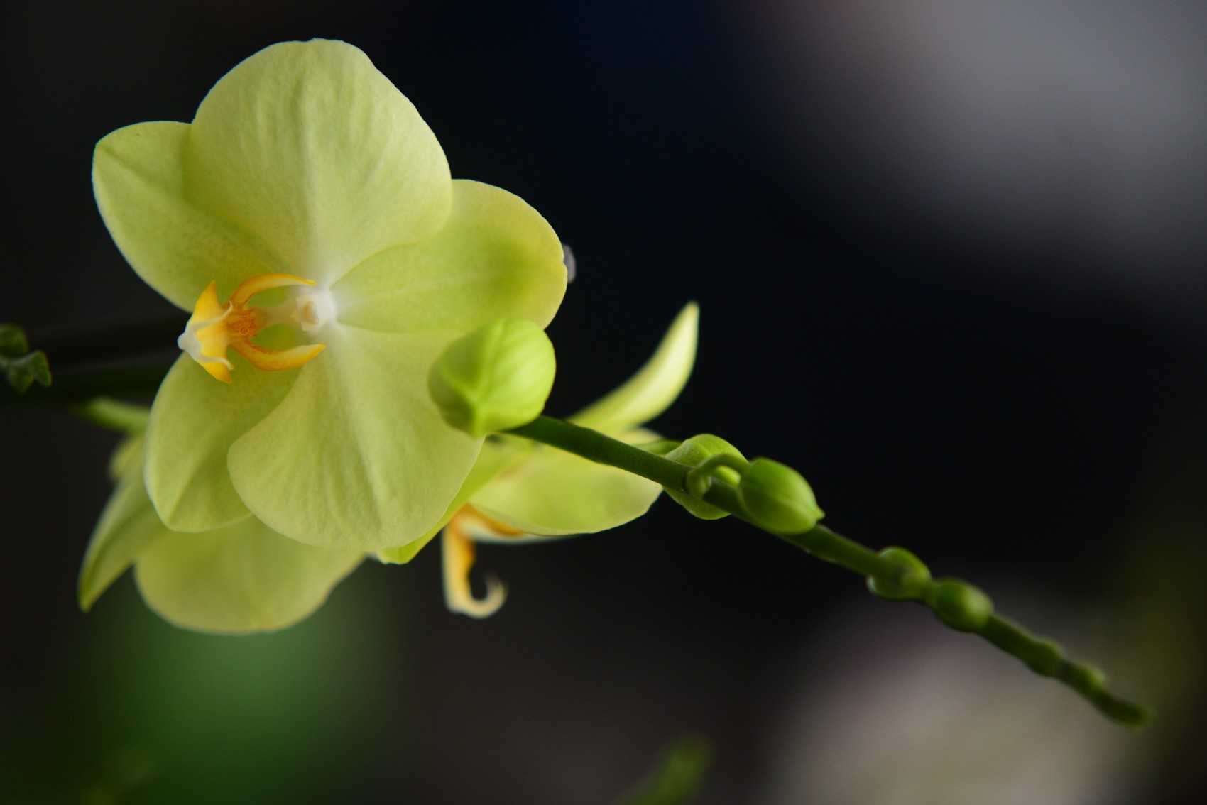 Festival Internacional de la Orquídea 2024, del 21 al 31 de marzo en Coatepec