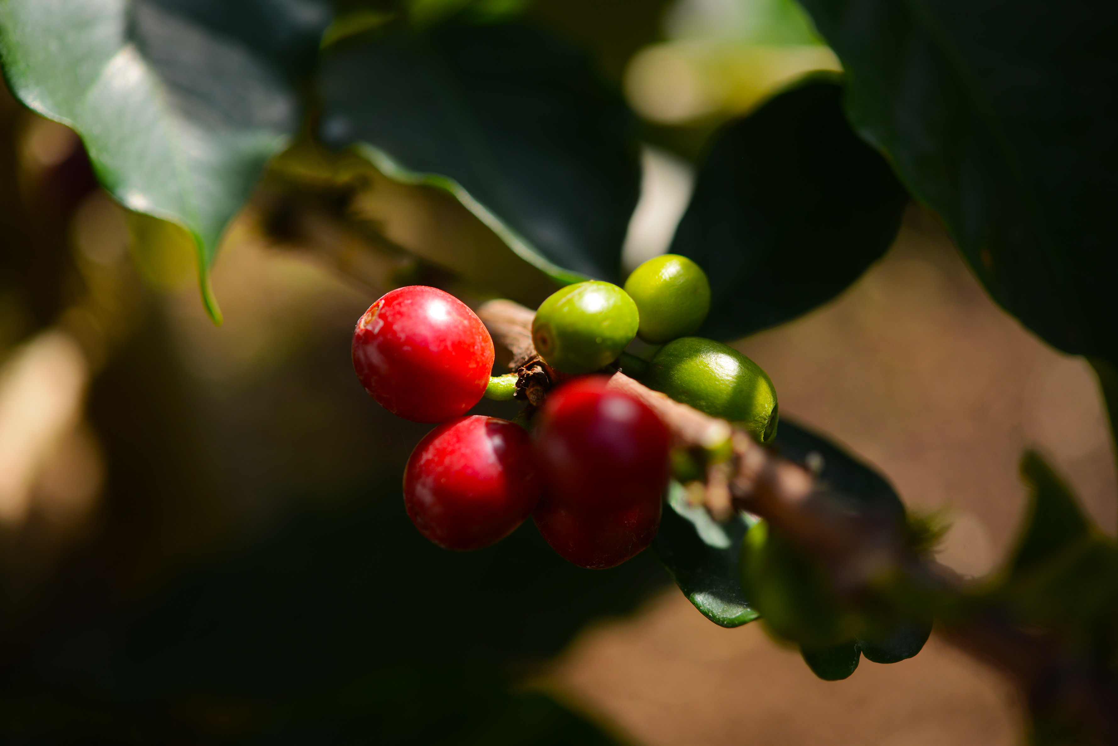 Productores de café denuncian abusos en precios; exigen intervención de Sader en Veracruz