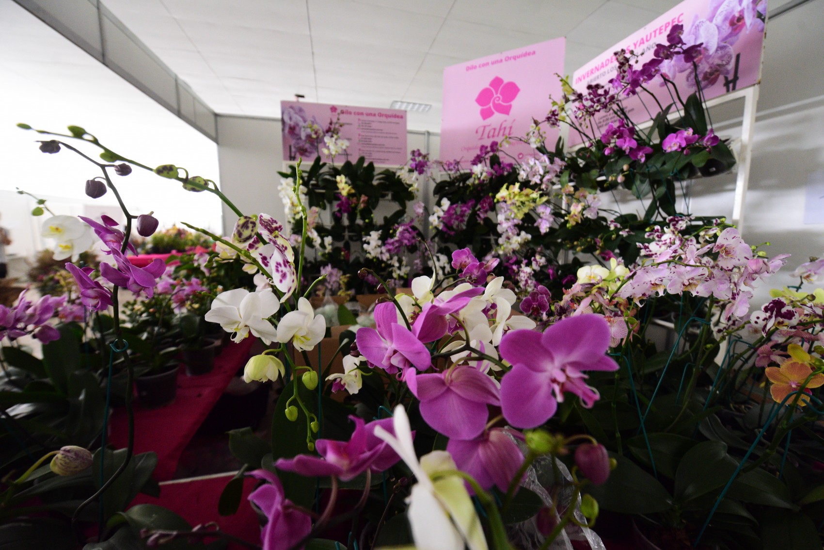 Del 27 de marzo al 5 de abril Coatepec celebra Festival de la Orquídea